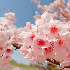 河津桜/河津桜開花/つくね/ぶり大根/いちご大福 先日(今週水曜日)は風は吹いていたけど晴…