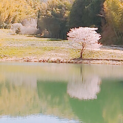 山桜 ふーこ山のパトロール🚶🌸
春真っ盛り🌸🌸…(1枚目)