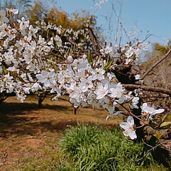 チューリップ/水仙/パンジーとビオラ/すもも ふーこ山も春真っ盛り🌼*･
お庭の花も満…(10枚目)
