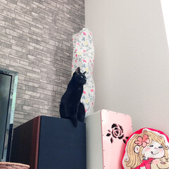黒猫/ハチワレ猫 おはようございます😊
今朝のゼウクマです…(2枚目)
