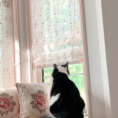黒猫/ハチワレ猫 おはようございます😊
今朝のゼウクマです…(1枚目)