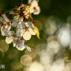 「桜を撮影してみました。早くワイワイと楽し…」(1枚目)