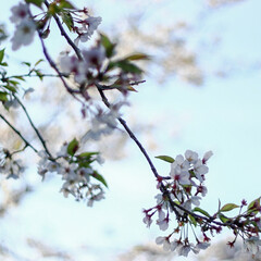 「桜を撮影してみました。早くワイワイと楽し…」(2枚目)