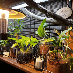 棚/和室/DIY/照明/観葉植物 居心地の良いデスク周りを作りたくて、和室…(1枚目)