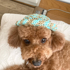 暑い夏/犬好き/帽子/ダイソー/犬帽子/ハンドメイド/... 愛犬ココアに帽子を作ってあげたけど、かぶ…(2枚目)