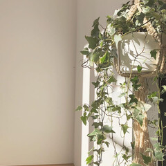 吊るし植物/吹き抜けインテリア/我が家の観葉植物/カフェ風/観葉植物 我が家では観葉植物を吹き抜けに吊るしてい…(2枚目)
