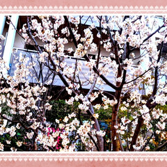 「庭の寒桜が満開です」(1枚目)