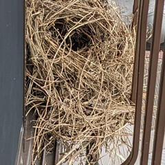 雀の巣 こんな所に雀の巣😳

テラスの屋根に藁み…(1枚目)