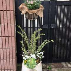 ガーデニング/花のある暮らし/ガーデン雑貨/ガーデニング雑貨/LIMIAガーデニング部/うちのガーデニング 最近植えた、花たちです。
木箱や、ワイヤ…(1枚目)