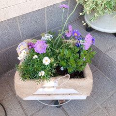 ガーデニング/花のある暮らし/ガーデン雑貨/ガーデニング雑貨/LIMIAガーデニング部/うちのガーデニング 春に向けて、明るい色の花を植えてみました…(3枚目)