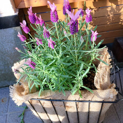 ガーデニング/花のある暮らし/ガーデン雑貨/ガーデニング雑貨/LIMIAガーデニング部/うちのガーデニング 春に向けて、明るい色の花を植えてみました…(2枚目)
