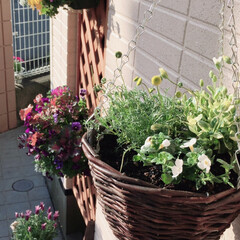 ガーデニング/花のある暮らし/ガーデン雑貨/ガーデニング雑貨/LIMIAガーデニング部/うちのガーデニング 春に向けて、明るい色の花を植えてみました…(4枚目)