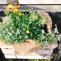 ガーデニング/花のある暮らし/ガーデン雑貨/ガーデニング雑貨/LIMIAガーデニング部/うちのガーデニング 春に向けて、明るい色の花を植えてみました…(1枚目)