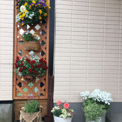 ガーデニング/花のある暮らし/ガーデン雑貨/ガーデニング雑貨/LIMIAガーデニング部/うちのガーデニング 最近植えた、花たちです。
木箱や、ワイヤ…(3枚目)