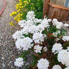 ガーデニング 今日の庭の花♪
玄関へと続くアプローチ沿…(2枚目)