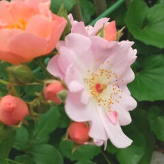 ガーデニング/バラ 今日のバラ♪
今の庭は色んな花たちが競っ…(2枚目)