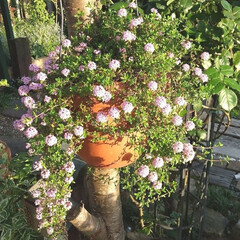 ガーデニング 今日の庭♪

夕方撮影です。
バラの支柱…(1枚目)