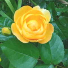 ガーデニング/バラ 今日のバラ♪
今の庭は色んな花たちが競っ…(1枚目)