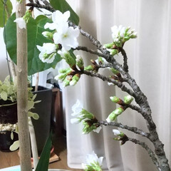 ガーデニング/サクラ サクラ咲きました♪
近所の桜の木の折れた…(1枚目)