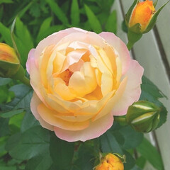ガーデニング 今日の花♪
またバラが咲いてきた、
庭の…(1枚目)