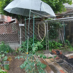 トマト/ガーデニング/家庭菜園 トマトに傘♪

甘くて美味しいトマトが出…(1枚目)