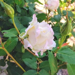 バラ/ガーデニング 今日の庭の花♪(1枚目)