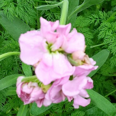 ガーデニング 今朝の庭に咲く花たち♪

知床で観光船沈…(2枚目)