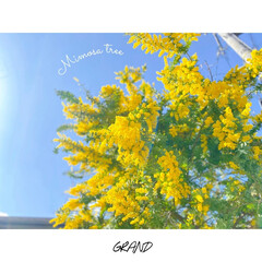 mimosa/ミモザ/庭木のある生活/植栽デザイン/植栽/大阪外構/... &quot;ミモザ (アカシア)&quot;

オーストラリ…(1枚目)