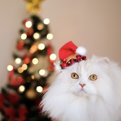 サンタクロース/キラキラ/愛猫/クリスマスツリー/もふもふ/猫のいる暮らし/... 我が家のクリスマス🎄
主役は もふもふサ…(1枚目)