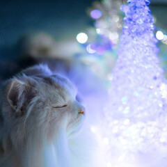 猫/キラキラ/愛猫/猫のいる暮らし/もふもふ/クリスマスツリー/... 星に願いを...✨

「みんなが 幸せな…(1枚目)