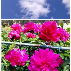 風景/青空/かわいい/ピンク/お花 今日は晴れ間もあって☀
ピンク色がとって…(1枚目)
