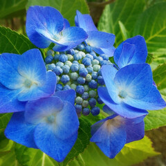 花のある生活/Flower/はな/花/自然/あじさい/... ブルーの癒し💠💙

(1枚目)