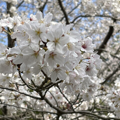 桜満開/お花見 お花見🌸
桜満開🌸🌸🌸
綺麗に咲き誇って…(2枚目)