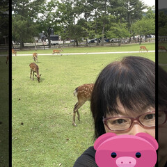 鹿/奈良公園 奈良公園へ
40年振りぐらいに暑い中　
…(4枚目)