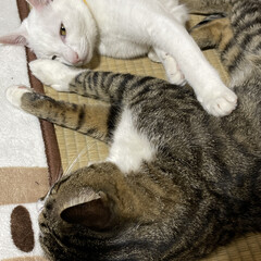 猫のいる生活 ななとしろ🐱
ストーブ近くで寝てますは💤…(2枚目)