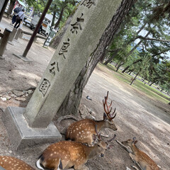 鹿/奈良公園 奈良公園へ
40年振りぐらいに暑い中　
…(1枚目)