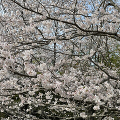 桜満開/お花見 お花見🌸
桜満開🌸🌸🌸
綺麗に咲き誇って…(1枚目)