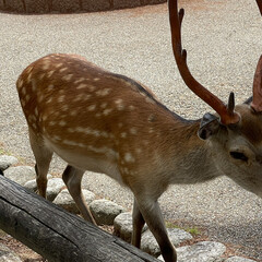 鹿/奈良公園 奈良公園へ
40年振りぐらいに暑い中　
…(2枚目)