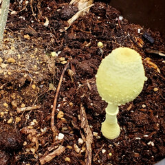 幸運のキノコ/幸運を招く/お釈迦様のキノコ/コガネキヌカラカサタケ 自宅のオリーブの鉢植えに黄色いキノコが……(2枚目)