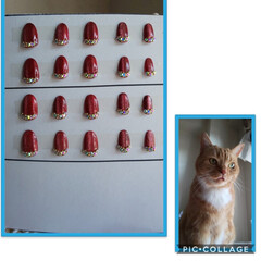 うちの子/ジェルネイル💅/破格/オーダー/付け爪/ハンドメイド 爽やかな土曜日です‼️
カリシア植え替え…