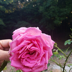バラのある暮らし/庭/花が好き/一人暮らし/DIY/北欧/... おはようございます☀️

画像の薔薇🌹は…(1枚目)
