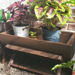 庭の花たち/庭づくり/一人暮らし/DIY/レトロ/カフェ風/... 昨日は購入した花や植物を鉢植えした後にま…(1枚目)