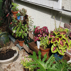 庭の花たち/庭づくり/一人暮らし/DIY/レトロ/カフェ風/... 昨日は購入した花や植物を鉢植えした後にま…(3枚目)
