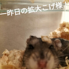 綺麗/雲/そら/空/ジャンガリアンハムスター/ハムスター/... 投稿し忘れてた写真が大量(・.・;)すみ…