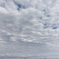 ハムスターの話/ハムスター/そら/空/きれい/雲の写真/... こんにちは〜ねこなです！一昨日も今日もお…(3枚目)