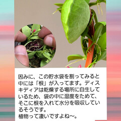 貯水袋を持つ植物/可愛い花♥️/カンガルーポケット🦘 6/21 　(火)　☀️　18℃
おはよ…(5枚目)