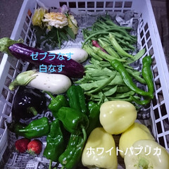 「たくさん収穫してます。
珍しい野菜を植え…」(5枚目)