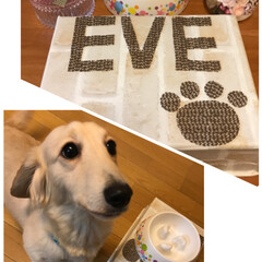 ペット/ダイソー はじめまして。初投稿です😊
うちの愛犬の…
