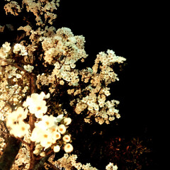 お花見/花見/春/桜/LIMIAおでかけ部/フォロー大歓迎/... 夜桜が好き。お花見は、今週末がピークかな…(1枚目)