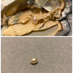 三重のお土産 昨日買ったお土産🎵
真珠の入った缶詰を見…(2枚目)